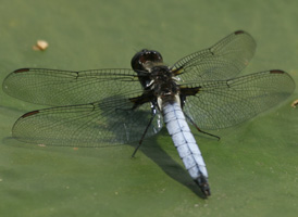White Corporal